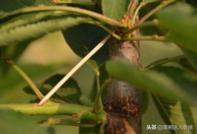 图说果树,自由纺锤形果树整形修剪视频