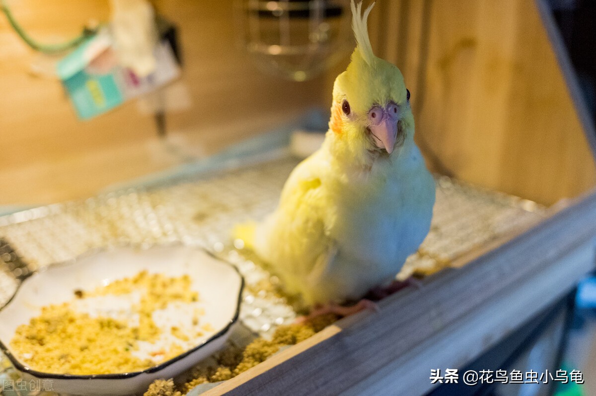 萌巢室内动物园有什么动物,室内游乐场适合养什么动物