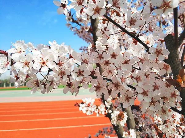 弦歌不辍五十载，上下求索奏华章——郑州市第五十四中学简介