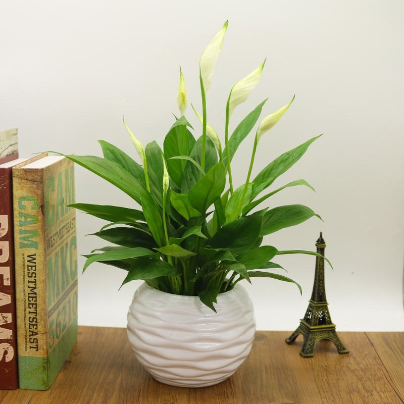 适合阳光暴晒的观叶绿植,适合室内养的高端观叶绿植