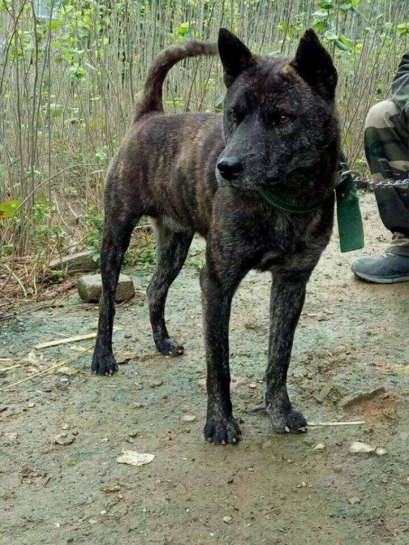 家狗藏獒,家狗柴犬