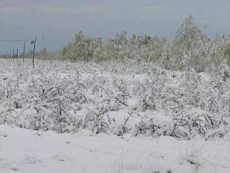 1816年真的没有夏天吗,古代中国没有发生饥荒的地方