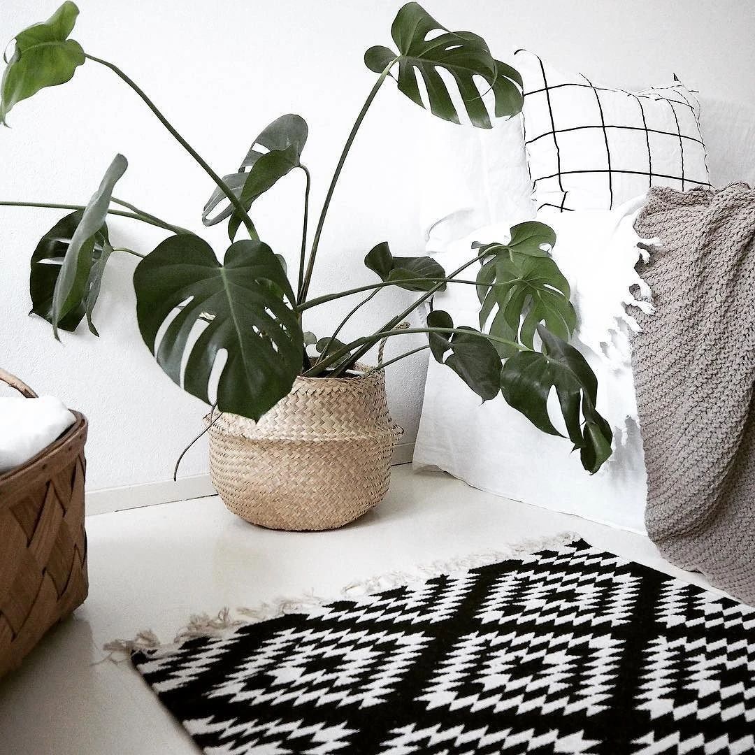 养花常用技巧和方法有哪些,怎么样才能掌握养花的技巧