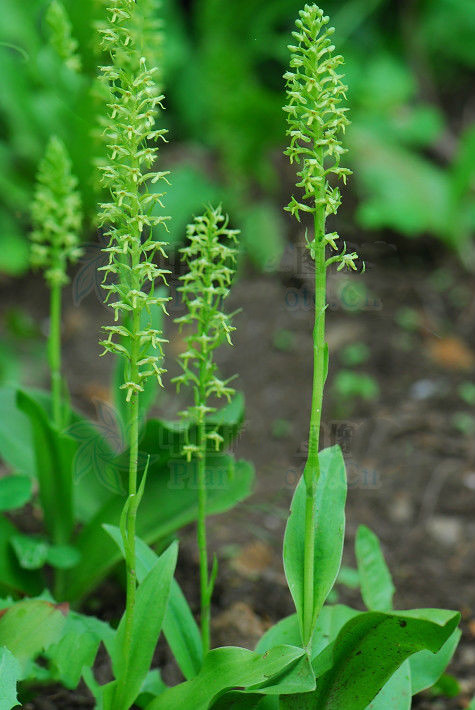 半春莲,半春莲图片