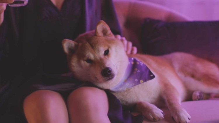 狗狗眼白浑浊发黑怎么改善,狗狗黑眼圈越来越严重什么原因