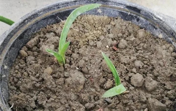 养花技巧土壤板结,养花小技巧土壤变酸变碱