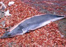 你看到了鲨鱼霸气的外表,但它的价值那你知道吗?