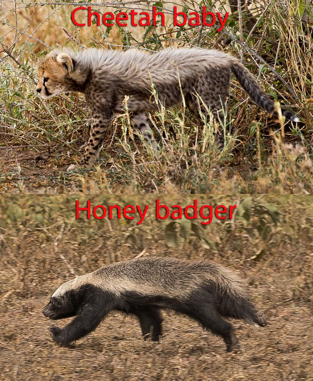 平头哥蜜獾的克星鬣狗,平头哥蜜獾为什么不怕毒液