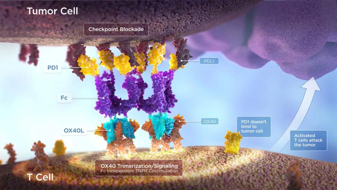 靶向抗癌新药上市最新消息,最新上市靶向的抗癌药物