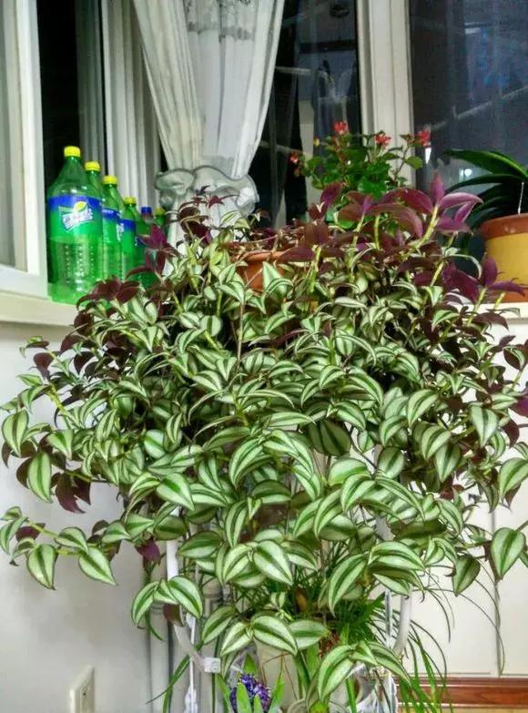 适合室内养的不见阳光的垂吊花,适合阳台种的垂吊花一年四季开花