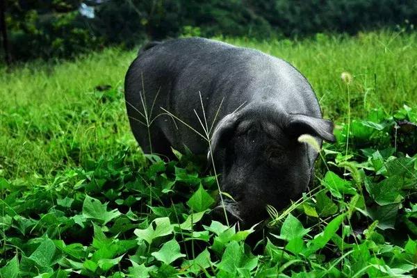 两条猪腿就卖了3000元！做出这事的还是个小姑娘……