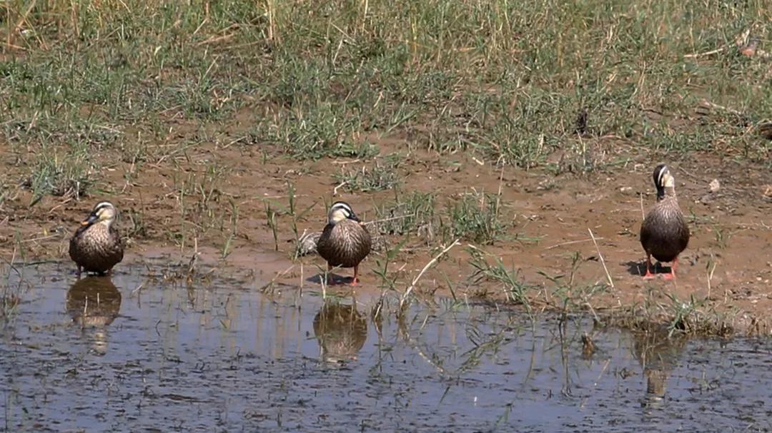 涂上黄色的“润唇膏”,TA就是野鸭中最靓的仔