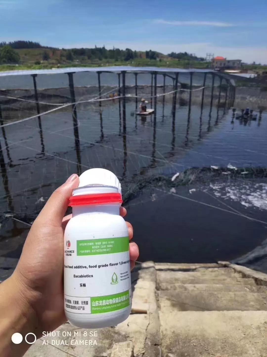 乐畅桉树精油在水产中的作用,水产桉树精油