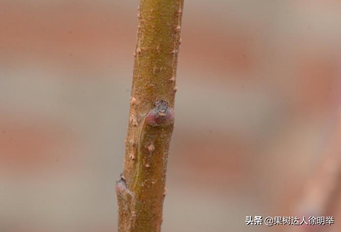 想要果树长好怎么管理,修剪时如何区分桃树的果芽和叶芽