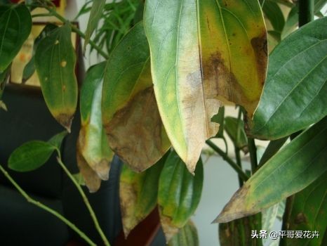 平安树叶子发干发黄怎么回事,平安树叶子一直发黄什么原因