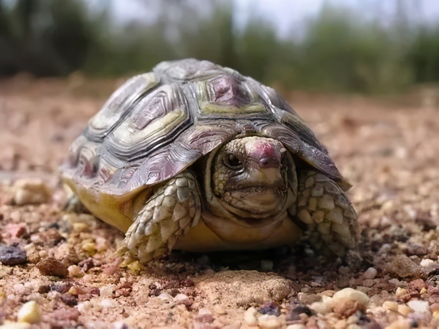 各种龟类图片大全大图,龟类展示会