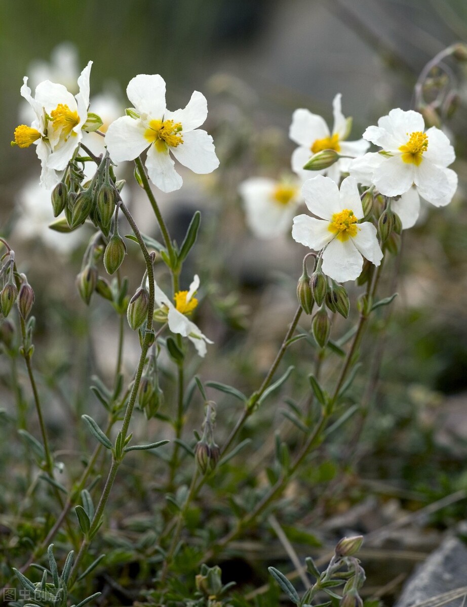 什么花适合送生日花,你的生日代表的花朵及寓意图片