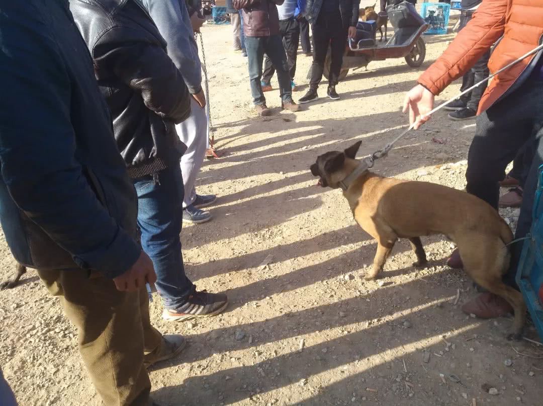 商贩给宠物狗多少钱,训练好的马犬幼犬多少钱