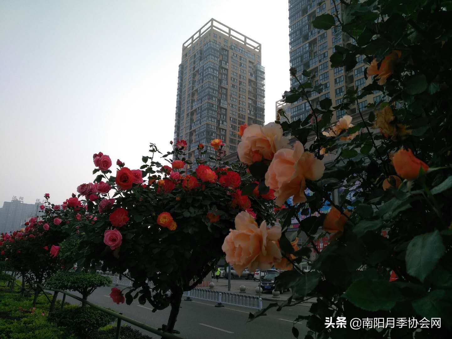 南阳月季欣赏的地方,南阳大月季