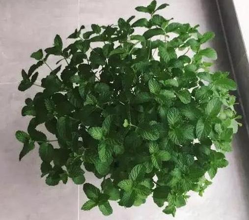 马蹄莲和睡莲一样吗,花卉绿植盆栽马蹄莲怎么养