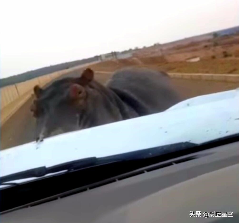 河马路边咬死汽车,不要惹小河马