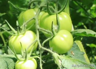 民宿木屋采摘园,休闲观光特色民宿生态采摘