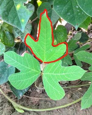 葛姓分类表,粉葛与柴葛的识别方法视频