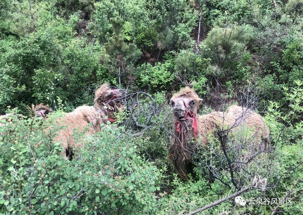 冰雪奇缘的美丽瞬间,冰雪奇缘照进现实