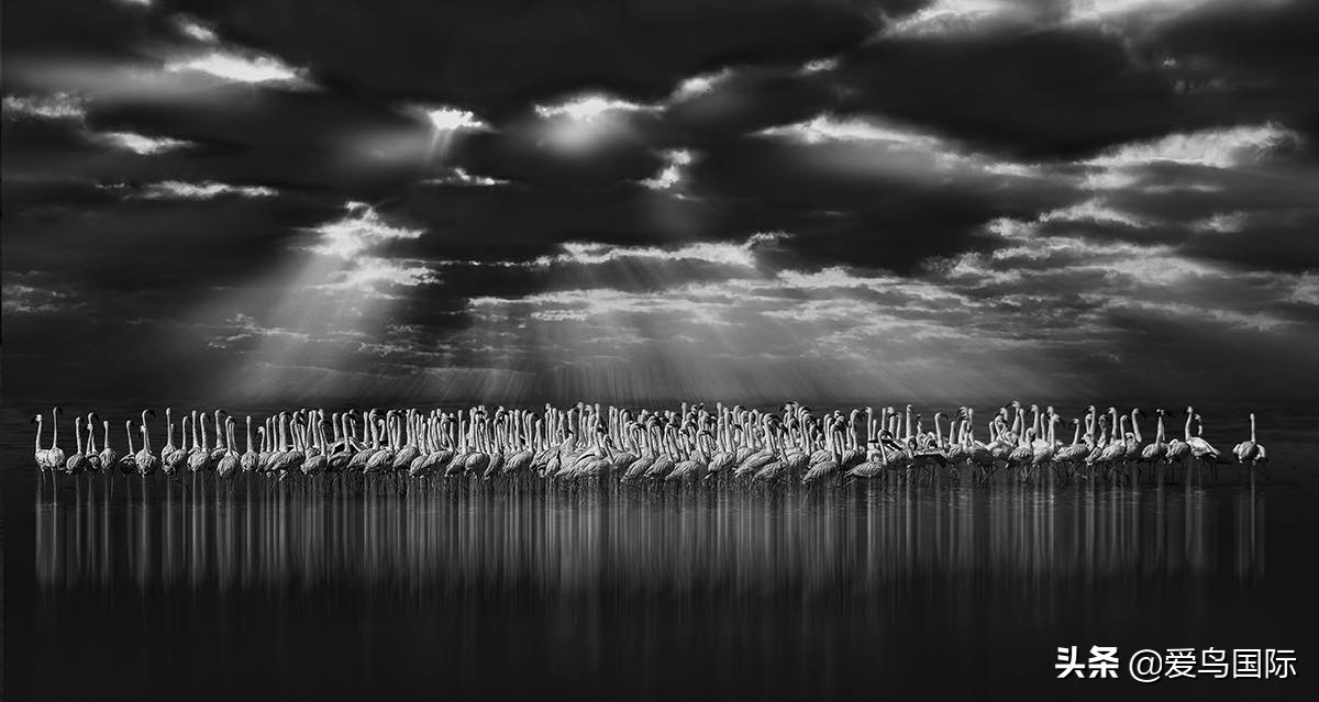 观鸟大年,观鸟大年免费