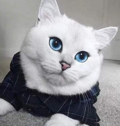 挑选健康猫咪,如何挑选一只粘人又听话的小猫咪