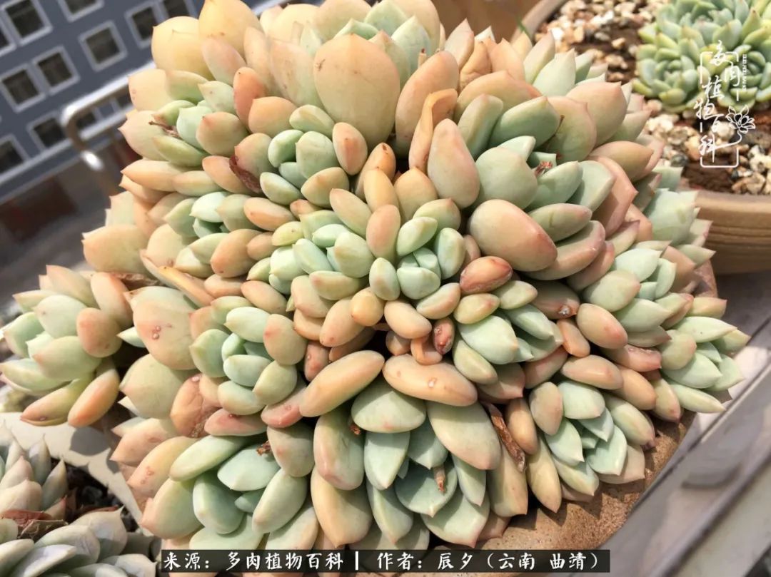 缂辩换鏃栨棊钁宠暏鐢熼,缂辩换鏃栨棊钁宠暏鐢熼鍑哄