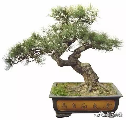 黑松嫁接的千寿松盆景的养殖方法,一棵黑松小苗怎样培养成苍老盆景