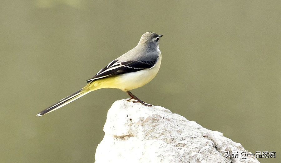 鸟类名字生僻字,带有鸟字的生僻字