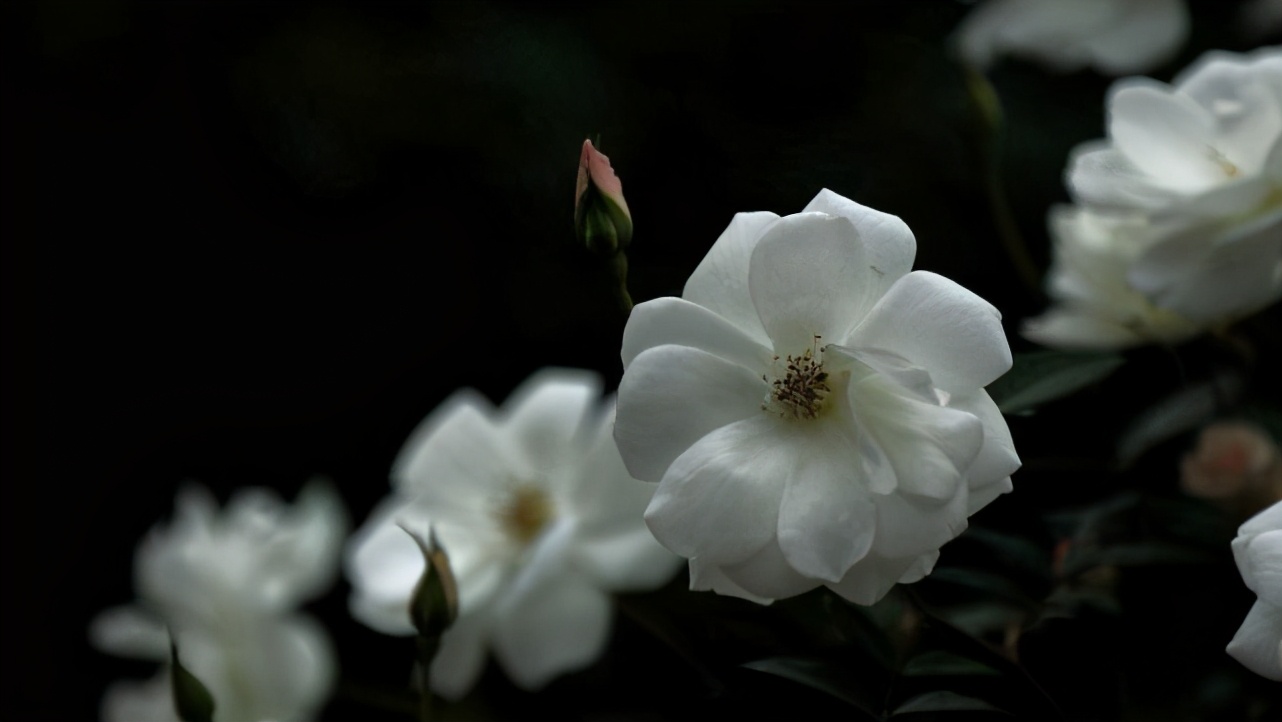 水瓶座很冷漠也很善良,水瓶座看似随和无主见