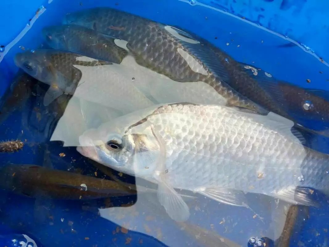 麝香大鲤，给我惊喜。夜钓想有好收获好位置和好饵料一个不能少