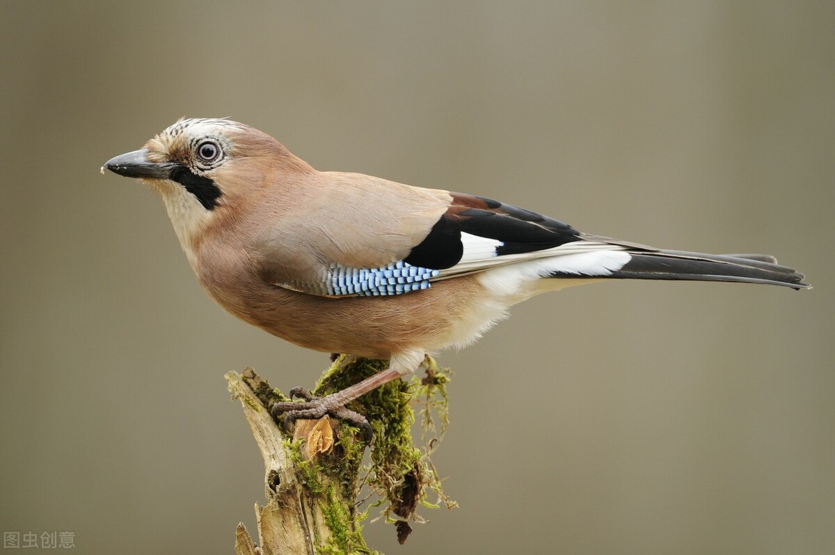 鸟炸毛拉稀怎么办,鸟拉稀喂什么药最好