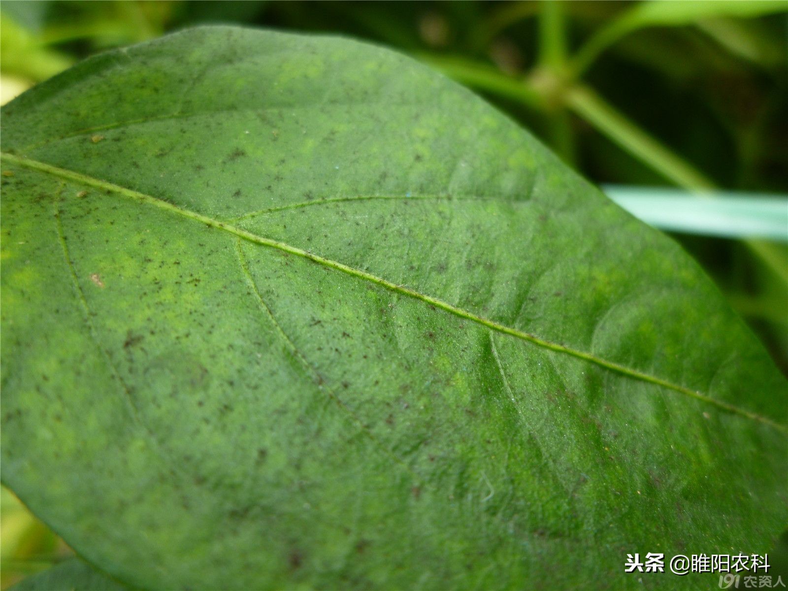 白粉虱抗性大打不掉怎么办,粉虱防治方法