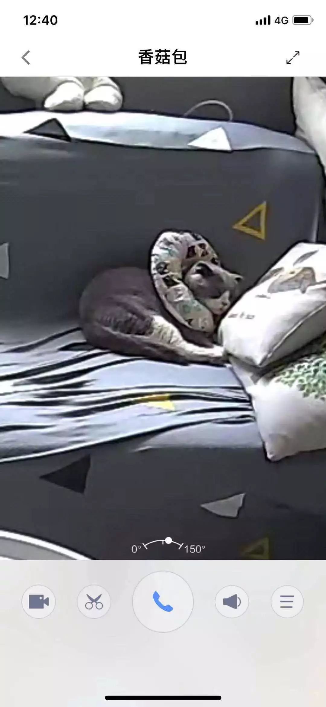 猫咪绝育头套需要戴几天,猫咪绝育后戴项圈不吃饭