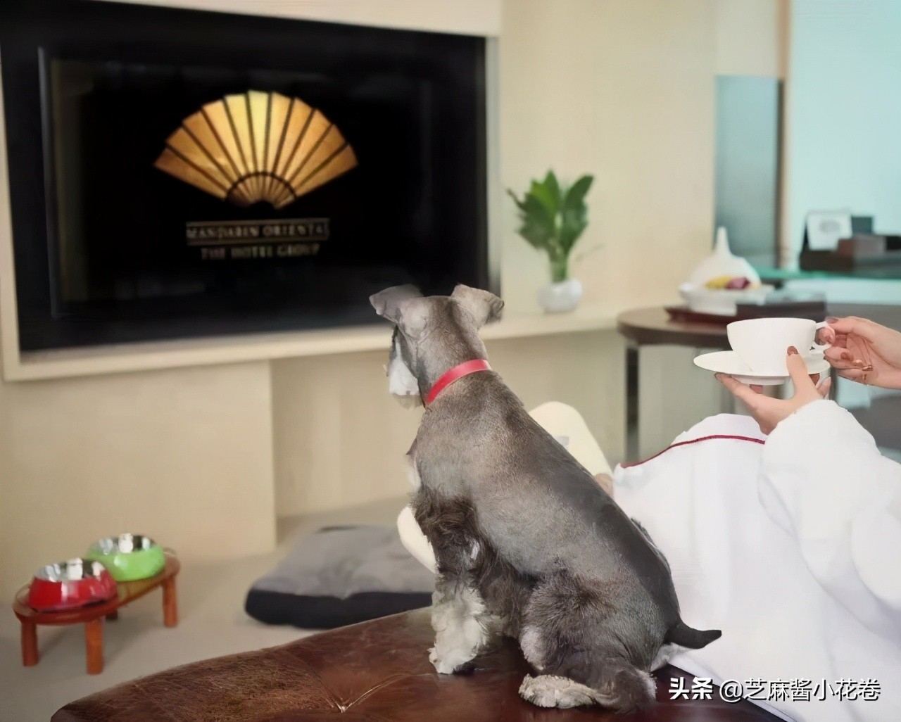 凡尔赛文学其实无处不在,凡尔赛文化盛行