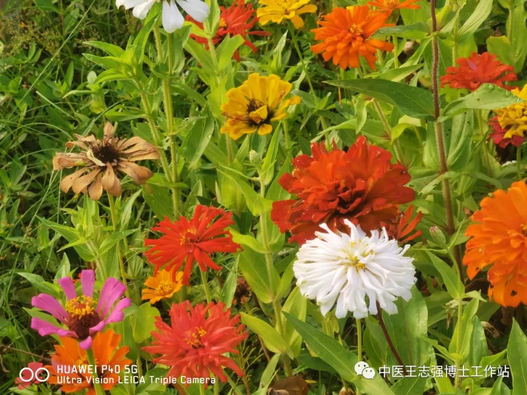 狼疮指南解读,狼疮肾炎临床医疗指南