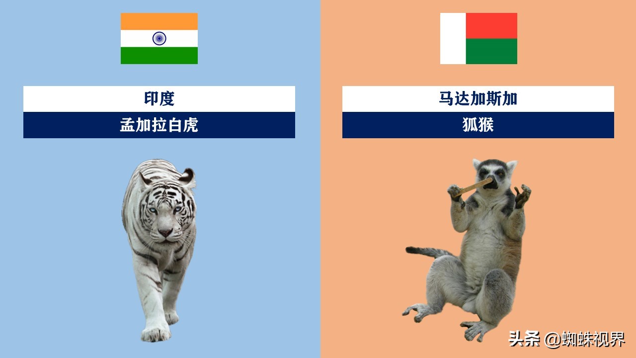 60秒认识中国55项世界遗产,世界各国的代表动物分别是