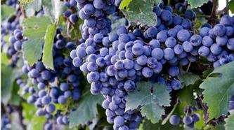 红葡萄酒和白葡萄酒,红葡萄酒和白葡萄酒哪个糖分高