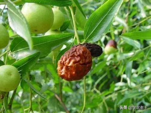 枣枝病防止措施,二代冬枣缩果病怎样治