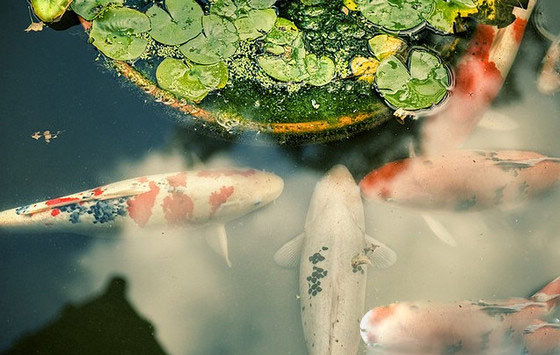 新手养锦鲤注意事项,新手养锦鲤如何防止鱼病