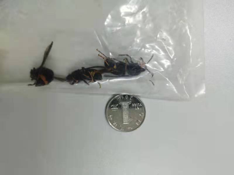 淇￠槼渚涚數鍏徃澶滄櫄鎶慨瑙嗛,淇￠槼鐢电綉鍏徃