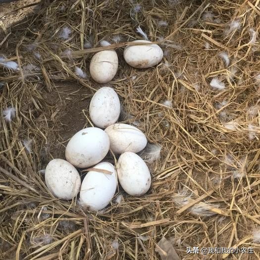 鹅产未成形蛋怎么回事,鹅产蛋期掉蛋包什么原因