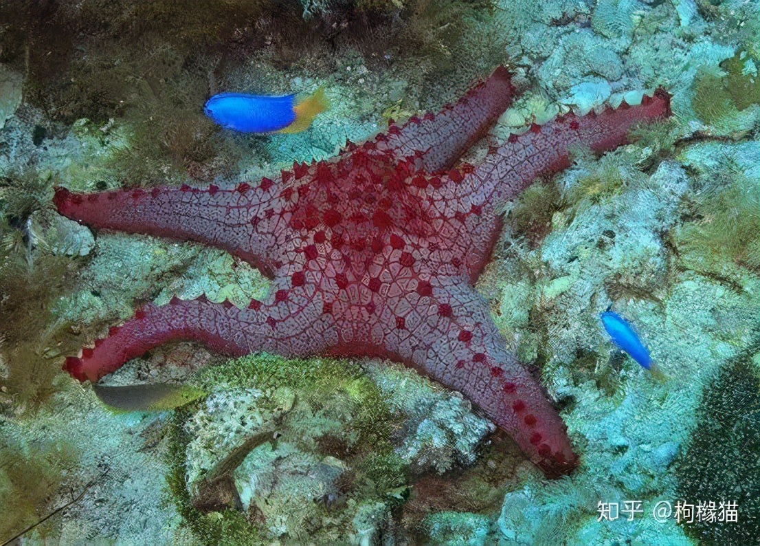 为什么很多猫咪会死于尿毒症？