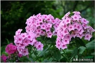 漯河美丽的沙澧河,美丽的漯河沙澧河风景区