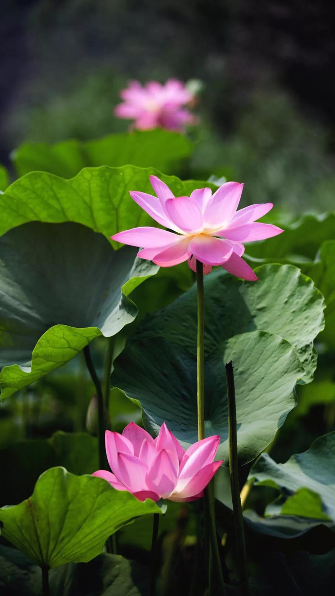 毁三观的女孩到底有多恶心,让人觉得恶心的女生