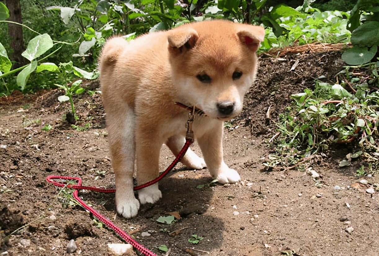 狗狗拉软便便吃什么药,狗狗拉白色便便怎么办